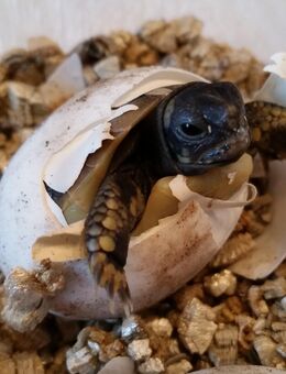 Griechische Landschildkröten Nachzucht 2024 - Schloß Holte-Stukenbrock