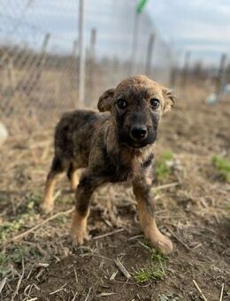 BROWNIE AUF FER SUCHE NACH SEINER FAMILI - Bissingen