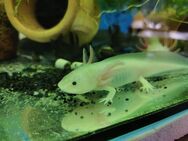 Axolotl Jungtiere, ca 15cm - Extertal