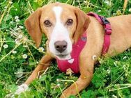Vermittlungshilfe für Annika! - Oberhausen