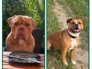 Old english Bulldog Welpen - Bad Segeberg