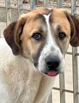 VICHINGO - so ein toller Kerl - Regensburg