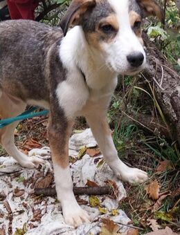 Dario sucht eine tolle Familie - Berlin