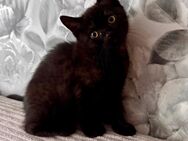 BKH Tabby Dark Chocolate Kitten - Bad Vilbel