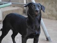 😍KARA - BLACK BEAUTY HOFFT SO SEHR - Alfeld (Leine)