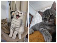 BKH Kitten Britisch Kurzhaar Katzenwelpen Kätzchen weiblich männlich Kater Katzenbabys - Kassel