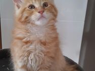 XXL Maincoon Kitten - Attenweiler