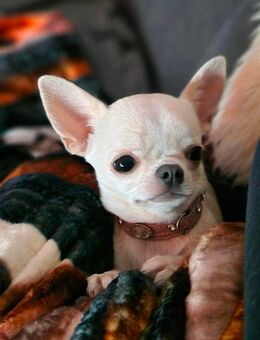 Reinrassige Chihuahua junghündin - Mölln (Schleswig-Holstein)
