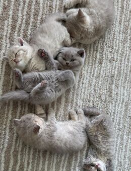 BKH Baby katzen - Bochum Langendreer
