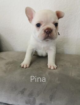 Französische bulldogge welpen reinrassig - Gummersbach