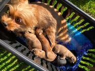 5 Yorkipoo Welpen abzugeben geb. am 7.5.25 - Bakum
