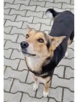 Shiva Pflegestelle oder Zuhause gesuch - Oberwies