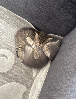 Britisch-Kurzhaar - BKH Kitten - wunderschön und liebevoll aufgezogen, ab sofort abzugeben - Dortmund Hombruch