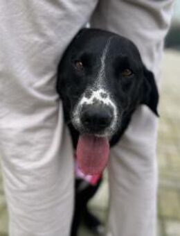 Juda - Charmanter Rüde sucht Zuhause - Berlin