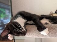 Katzenkitten abzugeben - Bothel