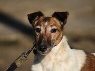 Frida Mix Hündin 7 Jahre alt Ungarn - Reutlingen