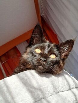 Maine Coon Kätzchen schwarz sucht ein liebevolles Zuhause - Hörselberg-Hainich