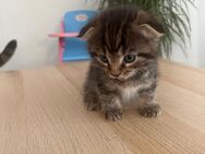 Katzen Babys - Gehrden