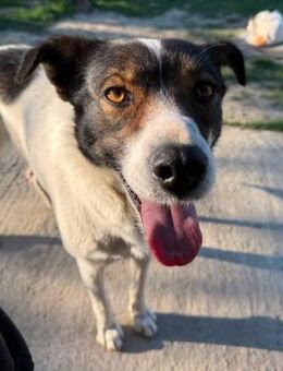 Cora - Familienhund, Leinenführig - Blankenheim (Nordrhein-Westfalen)