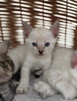 Bengalkitten reinrassig - Lindau (Bodensee)