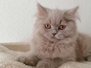 Blh kitten Lilac Kater - Duisburg