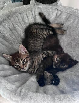 2 süße Katzen abzugeben - Bad Salzungen Zentrum