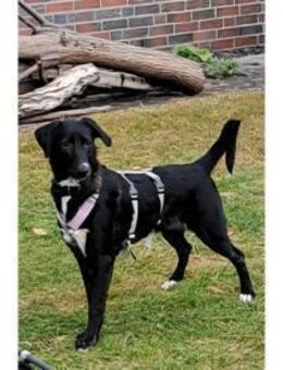 Jaala - wartet in 22145 Hamburg - Oberwies