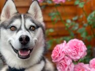 Siberian Husky Deckrüde sucht - Artlenburg