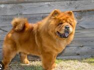 Chow Chow - Frankfurt (Main) Altstadt
