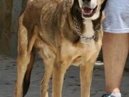 Kiyo, sucht Altersruhesitz - Westerholt