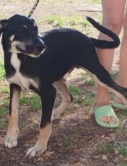 Flan wartet auf seine Familie - Duisburg