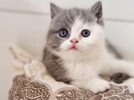 BKH Kitten Blue/White - Essen