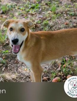 Sven: Lebensfroher Junghund - Kirchzell