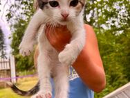 Kleine Katze abzugeben Kitten Glückskatze - Plau (See) Zentrum