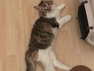 Main Coon Katze - Itzehoe