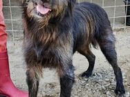 Maxi, der in den Startlöchern steht - Weilheim (Oberbayern)