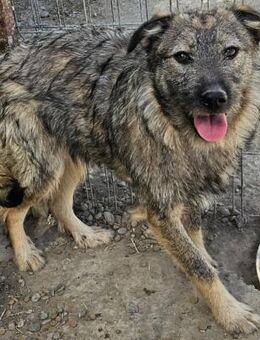 DANA - freundlich, ruhig und sanft - Weilheim (Oberbayern)