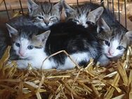 Katzen Babys abzugeben - Baesweiler