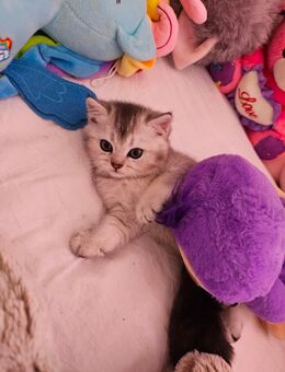 BKH Katze - Uetersen