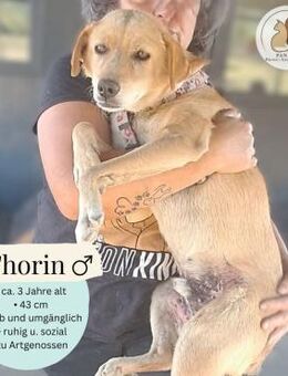 THORIN - (freundlich, ruhig) - Köln