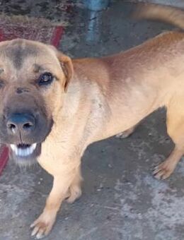 TORVI - sanft, menschenbezogen - Weilheim (Oberbayern)