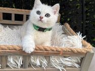 Katzenbaby Kitten BKH (Kater 3) - Sachsenheim