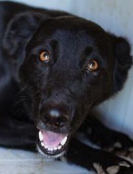 GARA💖sanfte Pfote, großes Herz - Hamburg