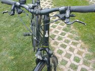 Trekkingfahrrad - Barby (Elbe) Wespen