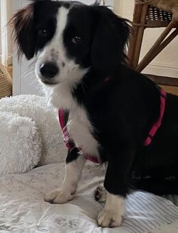 Kleine Kati sucht Körbchen ❤️🐾 - Winsen (Aller)