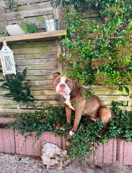 Old englisch Bulldogge zu verkaufen - Moorrege