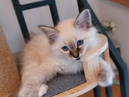 Heilige birma kitten (Jungs) - Marl (Nordrhein-Westfalen)