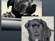 Cane corso - Berlin Spandau