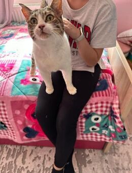 FiV+ Katze Myrto aus dem Tierschutz - Grevenbroich