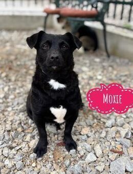 Moxie ein winziger Schatz - Flörsheim-Dalsheim
